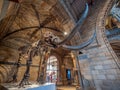 Mammoth fossil in Natural History Museum of London Royalty Free Stock Photo