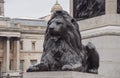Lion statue at Trafalgar Square, London Royalty Free Stock Photo