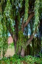 Weeping Willow tree by a river Royalty Free Stock Photo