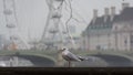 LONDON, UNITED KINGDOM - NOVEMBER 23, 2018: Misty morning Seagull on the background of London Eye and Westminster Bridge Royalty Free Stock Photo