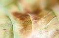 Leaves close up background. Dry in old leaves with a micro pattern