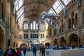 Dinosaur skeleton hanging from the ceiling in classic medieval Natural History Museum in London