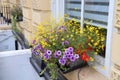 UK window flowers Royalty Free Stock Photo