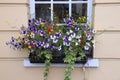 London window flowers Royalty Free Stock Photo