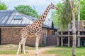 London zoo england Royalty Free Stock Photo