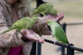 Londons Parakeets taking food from a persons hand Royalty Free Stock Photo