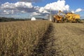 Mechanized soybean harvest