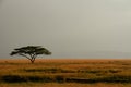 Lone Acacia Tree Against Expansive Misty Sky Royalty Free Stock Photo