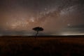 Lone Acacia Tree Under The Milky Way Royalty Free Stock Photo