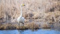 A lone adult migratory whooper swan close-up. A white swan standing near the water. Migratory bird in Belarus. Bialowieza Forest R