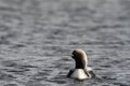 Lone adult Pacific Loon or Pacific Diver Gavia pacifica in breeding plumage swimming in arctic waters