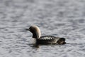 Lone adult Pacific Loon or Pacific Diver Gavia pacifica in breeding plumage swimming in arctic waters