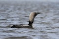 Lone adult Pacific Loon or Pacific Diver Gavia pacifica in breeding plumage swimming in arctic waters, near Arviat Nunavut