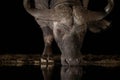 Lone African buffalo drinking from a pool at night