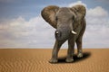 Lone African Elephant Outdoors in Daylight Royalty Free Stock Photo