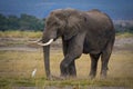 Lone African elephant with solitary cattle egret Royalty Free Stock Photo