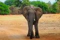 A Lone African Elephant standing on the open savannah in south luangwa national park Royalty Free Stock Photo