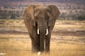 Lone African elephant with two cattle egrets Royalty Free Stock Photo