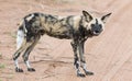 Lone African wild dog hunting calling its mates Royalty Free Stock Photo