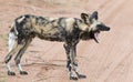 Lone African wild dog hunting calling its mates Royalty Free Stock Photo