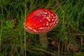 Amanita Muscaria mushroom on the forest floor