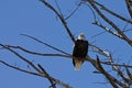 Lone American Bald Eagle