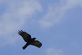 A lone American Crow soaring against a light blue sky Royalty Free Stock Photo