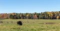 A lone American Field Buffalo