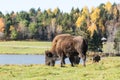 A lone American Field Buffalo in a forest