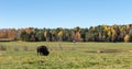 A lone American Field Buffalo in a forest