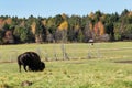 A lone American Field Buffalo in a forest