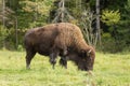 A lone American Field Buffalo