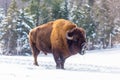 A lone American Field Buffalo in winter