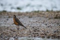 Lone American robbin on gravel road Royalty Free Stock Photo