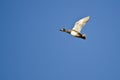 Lone American Wigeon Flying in a Blue Sky