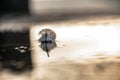 A lone angel feather on the surface of the water.