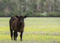 Lone Angus calf in buttercup-filled pasture Royalty Free Stock Photo
