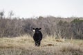 Lone Angus calf next to ant hills Royalty Free Stock Photo