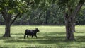 Lone Angus heifer walking in pecan grove Royalty Free Stock Photo