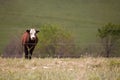 Lone Angus Steer Royalty Free Stock Photo