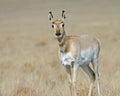 Lone antelope