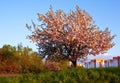 Lone apple tree in blossoming
