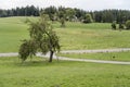 Lone apple tree in green fields among woods in Black Forest near Lauterbach, Germany