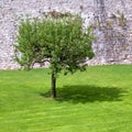 Lone apple tree and its shadow