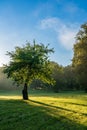 a lone apple tree with shadow in the foggy morning