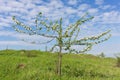 Lone apple tree