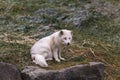 Lone Arctic fox in a grassy environment Royalty Free Stock Photo