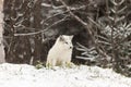 Lone Arctic Fox in a winter environment Royalty Free Stock Photo