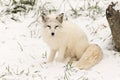 Lone Arctic Fox in a winter environment Royalty Free Stock Photo