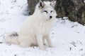 Lone Arctic Fox in a winter environment Royalty Free Stock Photo